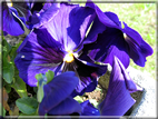 foto Fiori